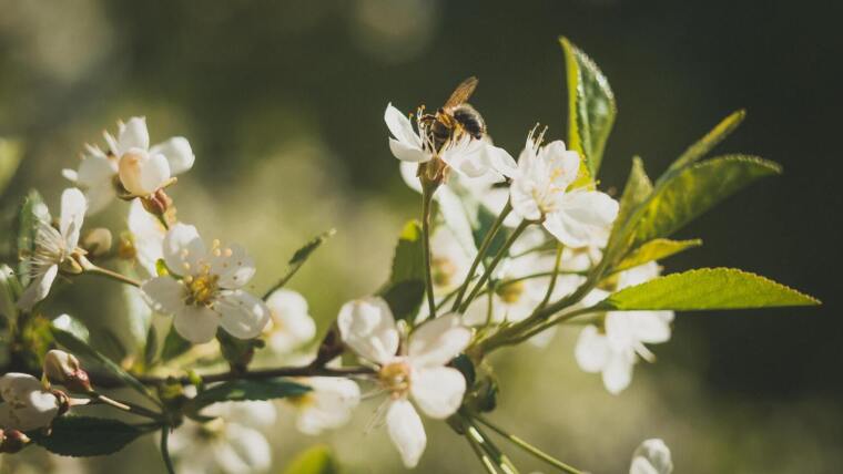 Biene mit Apfelblüten