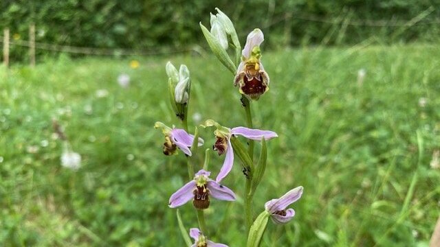 Biodiversität in Schillers Garten