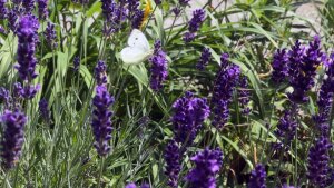 Schmetterling an Lavendel