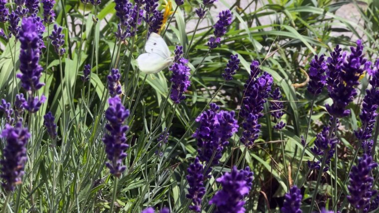 Schmetterling an Lavendel