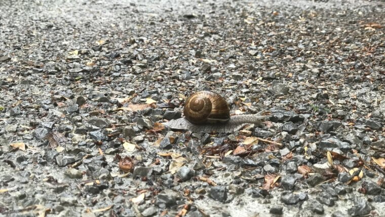 Weinbergschnecke kriecht über einen verregneten Weg in Schillers Garten