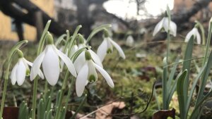 Schneeglöckchen vor Schillers Gartenhaus