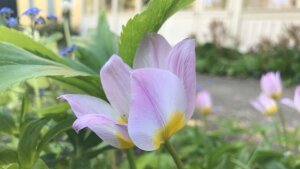 Wildtulpen vor der Veranda in Schillers Garten in Jena.