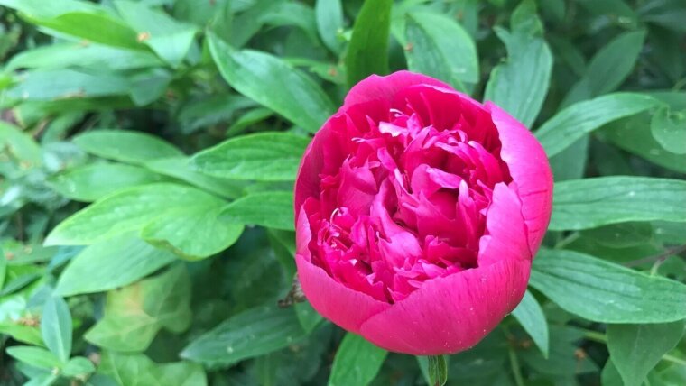 Rosenblüte in Schillers Garten