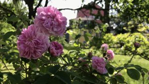 Schillers Gartenhaus mit Rosen