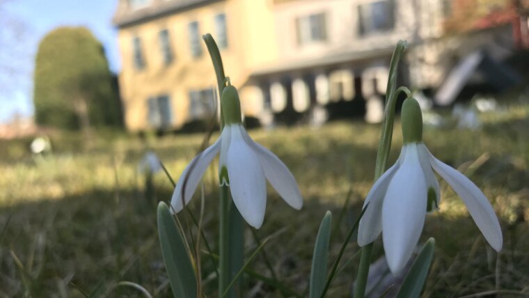 Schneeglöckchen in Schillers Garten