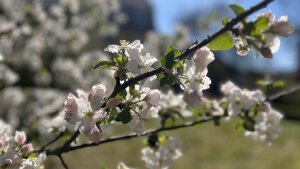 Apfelblüte in Schillers Garten