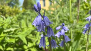 Spanisches Hasenglöckchen in Schillers Garten
