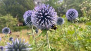 Blaue Kugeldistel in Schiller Garten