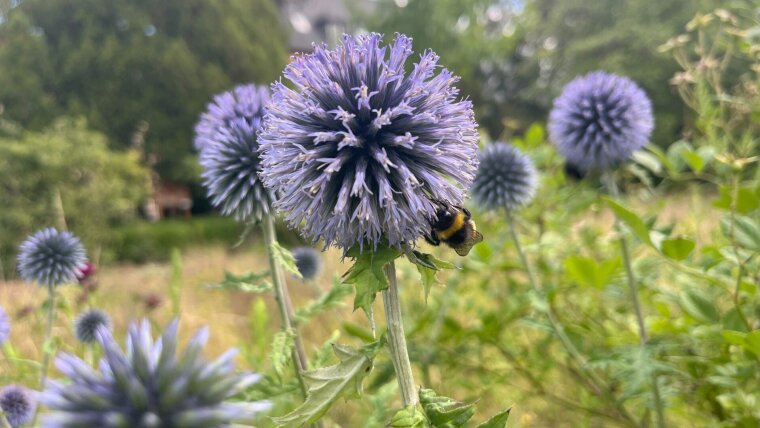Blaue Kugeldistel in Schiller Garten