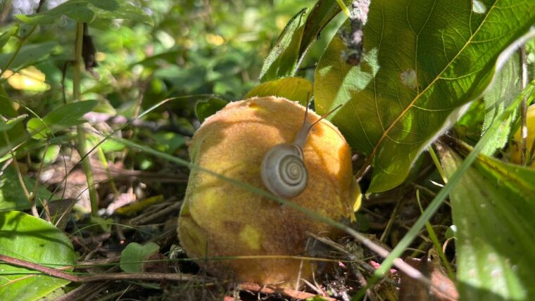 Schnecke auf Quitte
