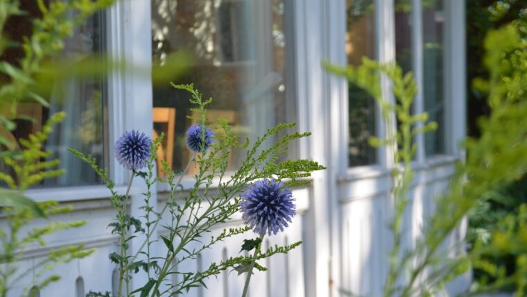 Disteln vor der Ernst-Abbe-Veranda in Schillers Gartenhaus