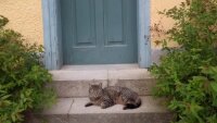 Katze vor der Gartentür