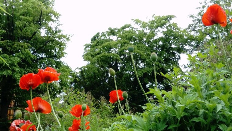 Blühender Mohn in Schillers Garten