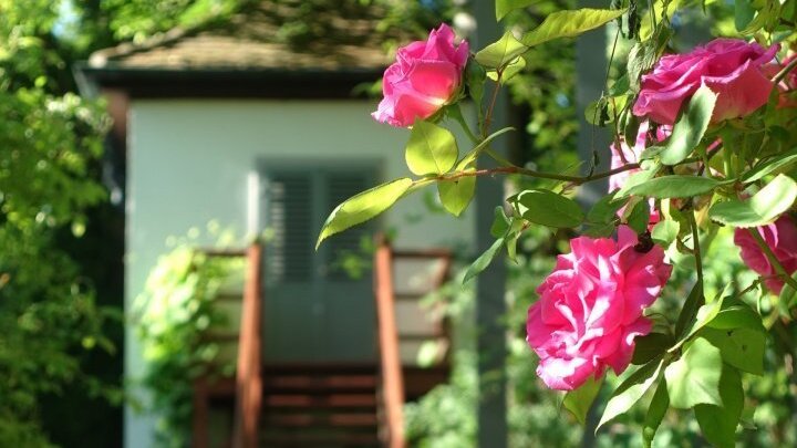 Rosen vor Schillers »Gartenzinne«
