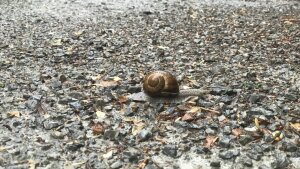Weinbergschnecke kriecht über einen verregneten Weg in Schillers Garten